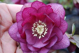 Helleborus�x hybridus `Winter Jewel Berry Swirl�